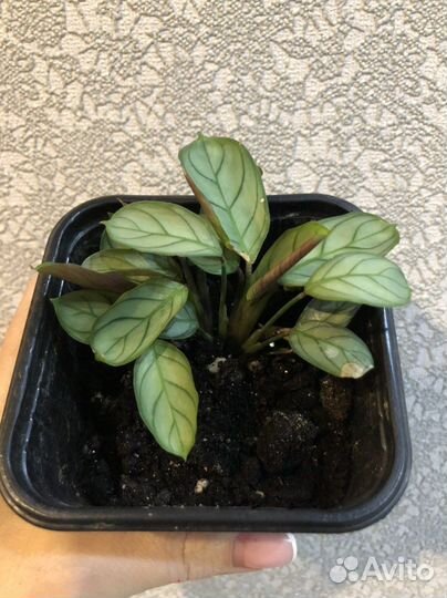 Ктенанта амагрис