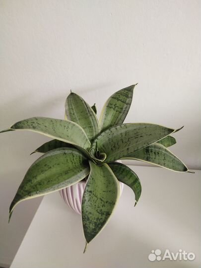 Сансевиерия ханни крем