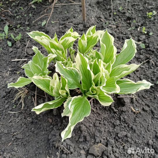 Хоста растение