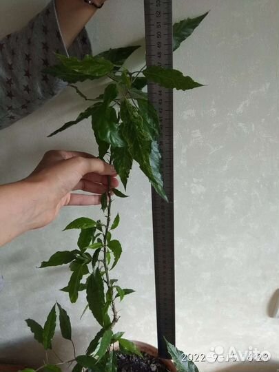 Гибискус Купера (пестролистный) побег