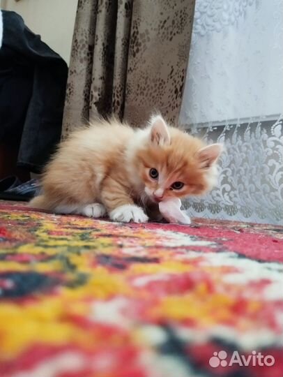 Отдаём 2 котят