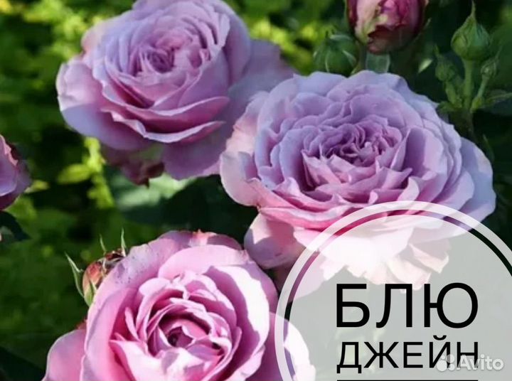 Саженцы роз