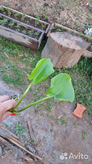 Каллы болотные