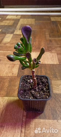 Крассула хоббит