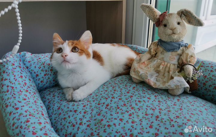 Кошка Крошка 2 месяца в дар