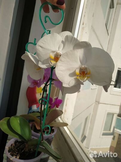Орхидея фаленопсис 3 шт с горшками