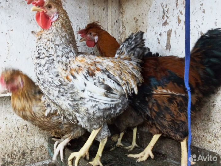 Куры домашние