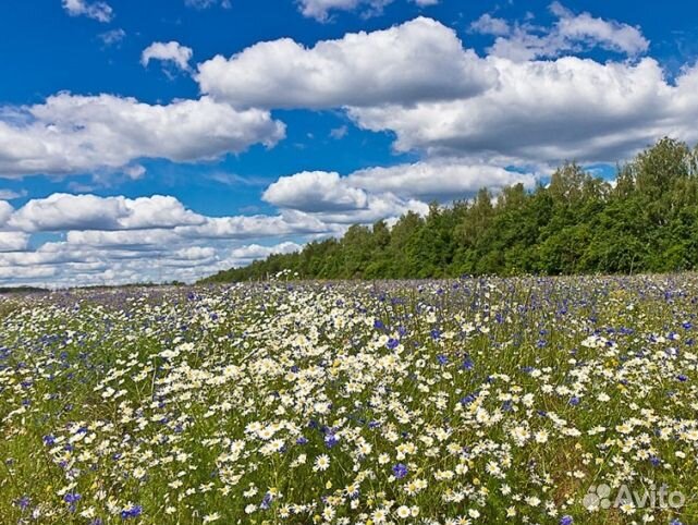 Мед 24 года натуральный опт
