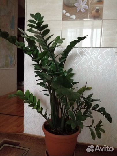 Комнатные растения