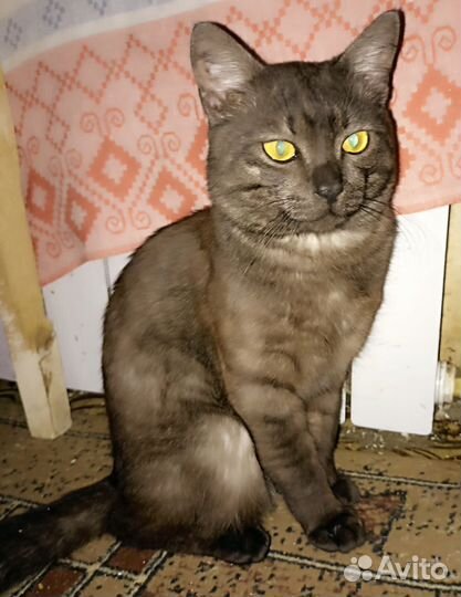 Котик Сема в поисках дома