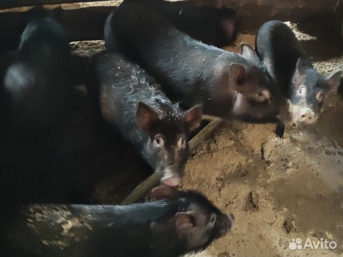 Вьетнамские вислобрюхие поросята