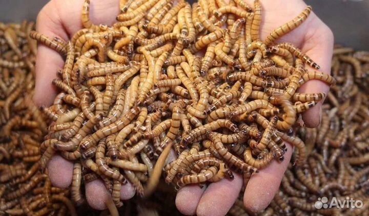 Кормовые насекомые. Сверчки. Тараканы. Зофобус