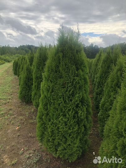 Смарагд,Брабант,Колумна