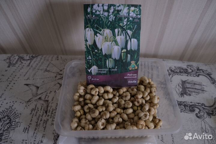 Рябчик луковицы Альба