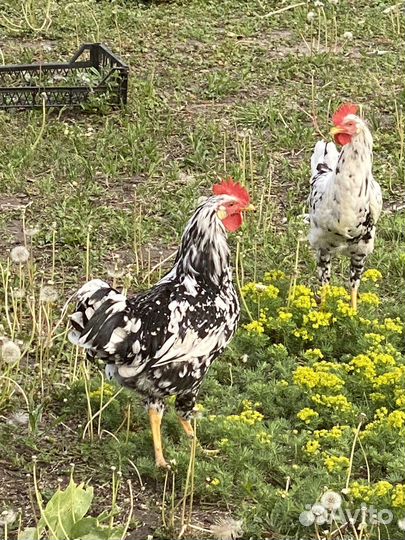 Петухи долматинцы