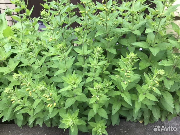 Бузульник Пржевальского, Вербейник Златовласка