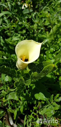 Цветы для сада