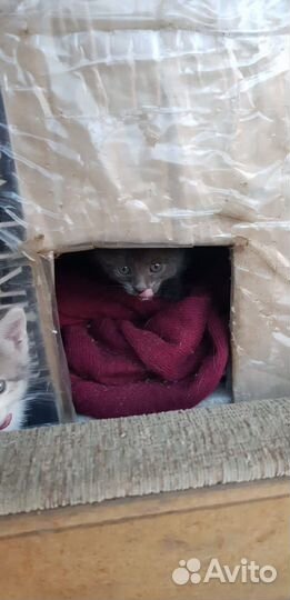 Выбросили котят. Хотят уничтожить