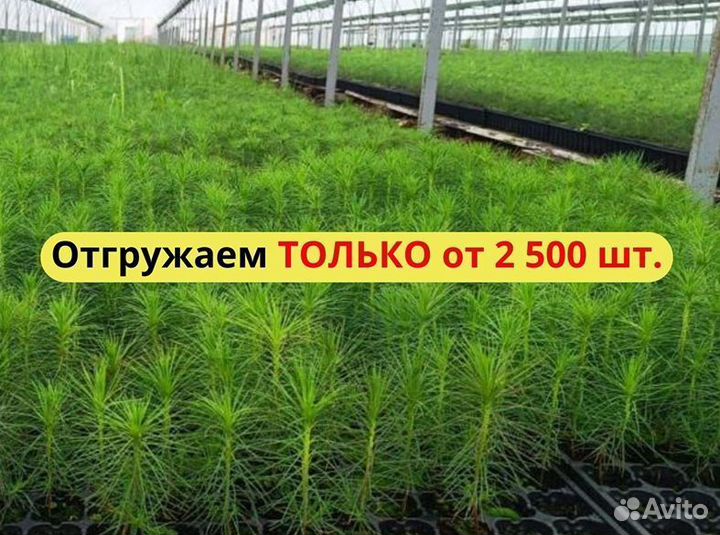 Сеянцы сосны обыкновенной окс от производителя