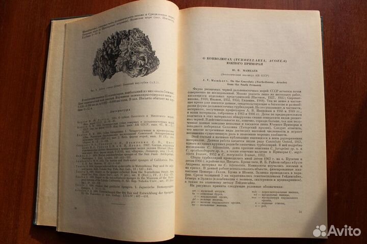 Фауна и флора залива Посьета Японского моря