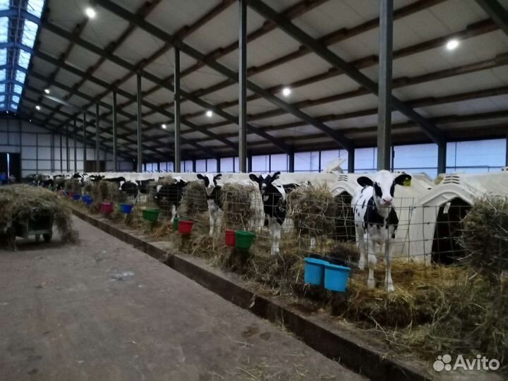 Телята Бычки Отпоенные мясные