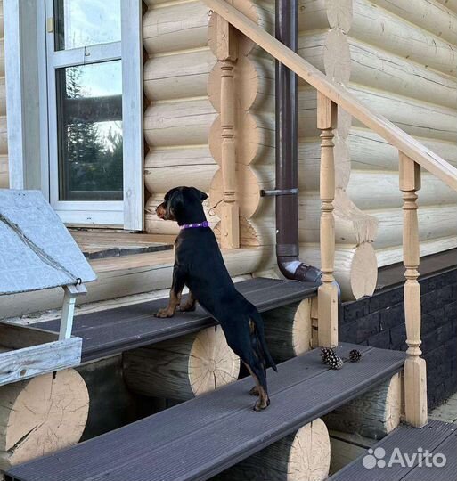 Немецкий пинчер