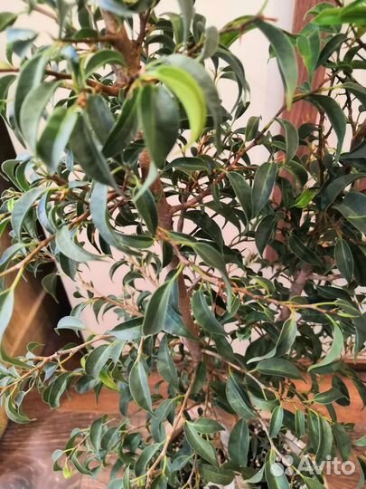 Комнатные растения цветы большие