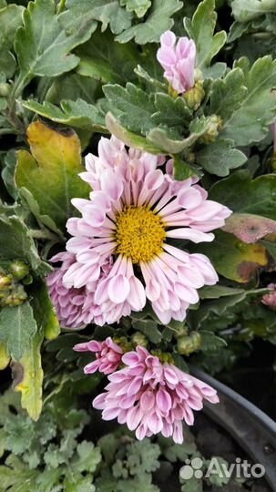 Хризантема корейская и мультифлора