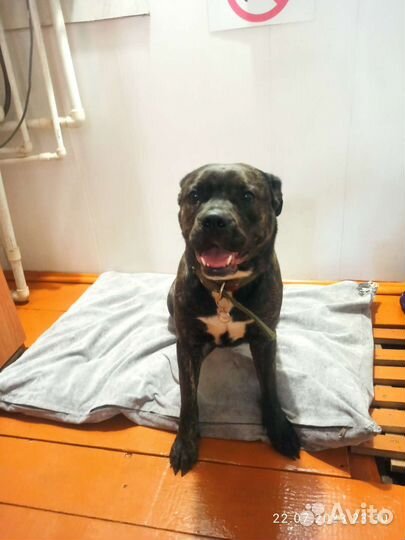 Домашняя гостиница для собак и кошек