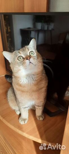 Кот на вязку