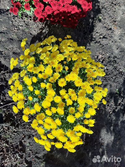 Хризантема мультифлора