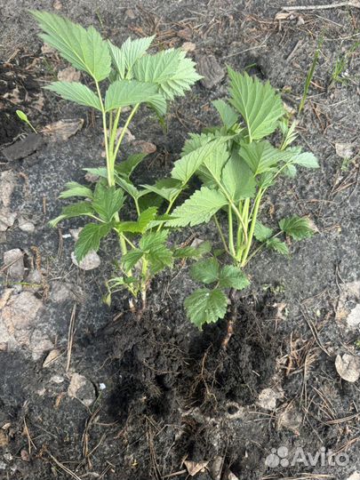 Малина саженцы