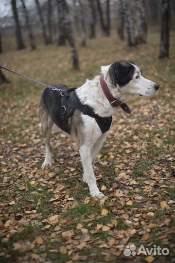 Алабай Паркер из приюта