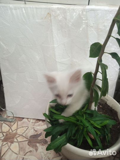 Турецкоя ангора