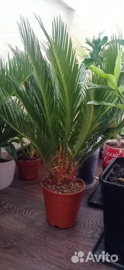 Цикас революта (саговая пальма)