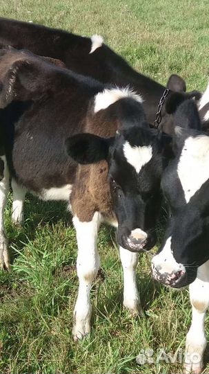 С/х животные