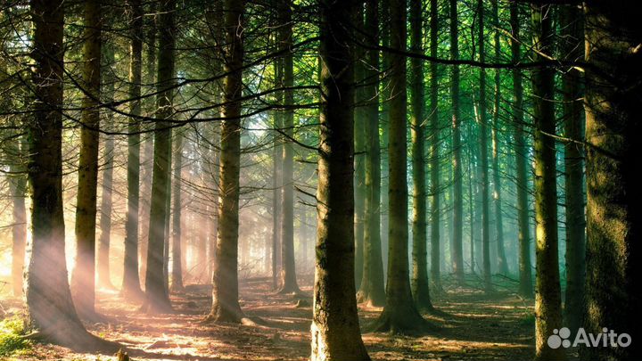 Разработка проектов освоения лесов