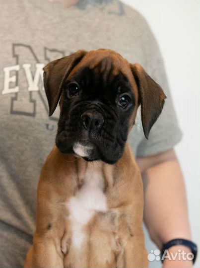 Щенки немецкого боксера