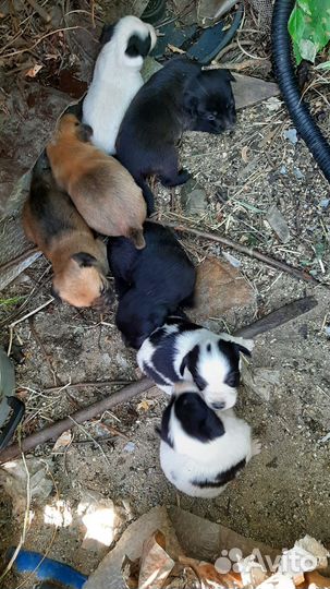 Щенки в добрые руки даром