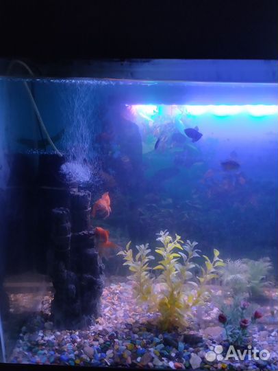 Аквариумные рыбки 9 штук