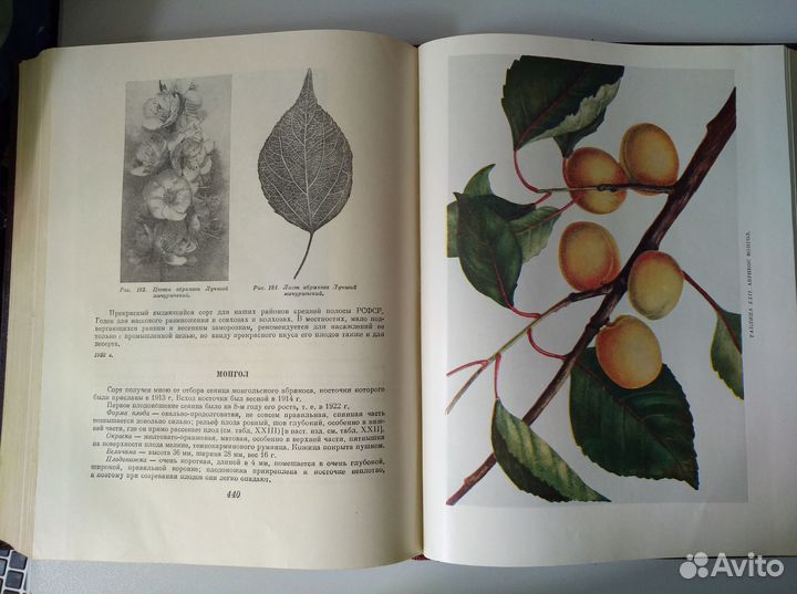 Мичурин Избранные сочинения