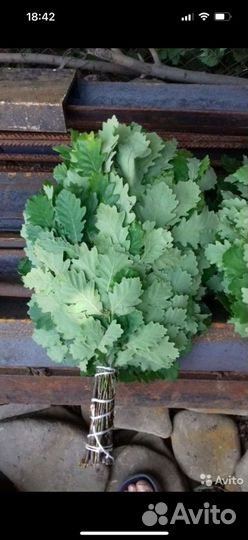 Вязка дубового веник для бани