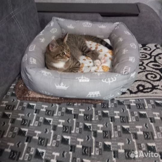 Котик в поисках дома