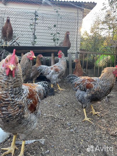 Петухи Билефельдер 4 месяца