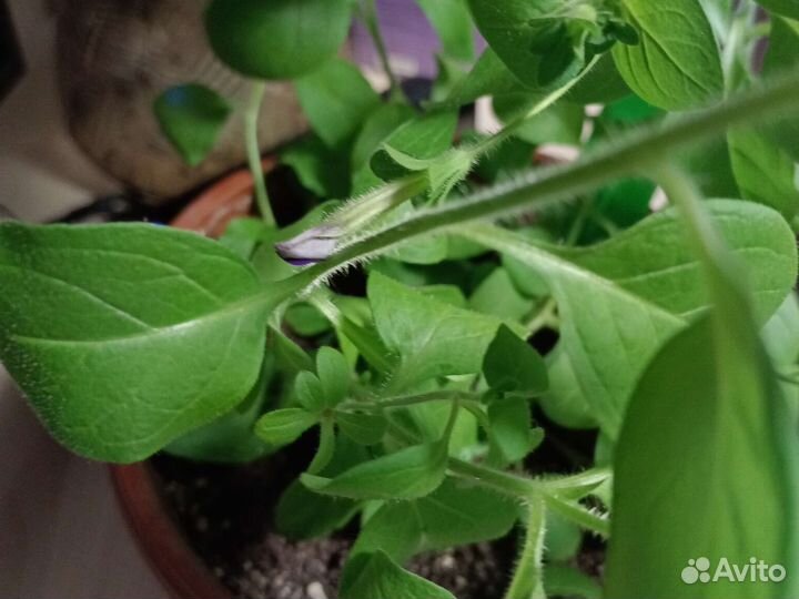 Кашпо, Петуния ампельная Опера Влю