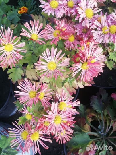 Хризантемы мультифлора, корейская в горшках