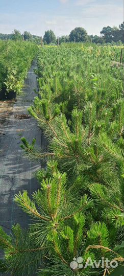 Саженцы сосны обыкновенной зкс