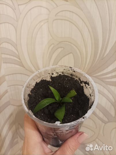 Пальма Юкка