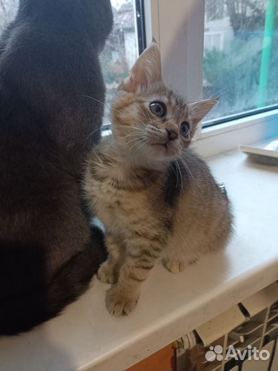 Котята Мей -кун