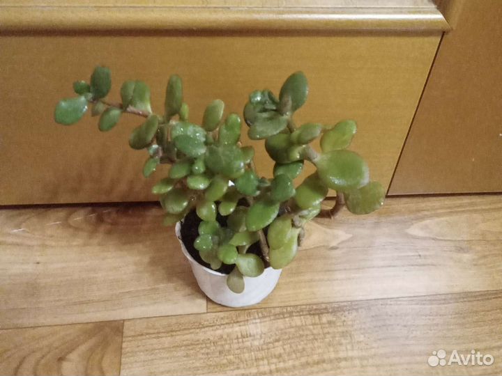 Денежное дерево) толстянка в наличии 6 штук